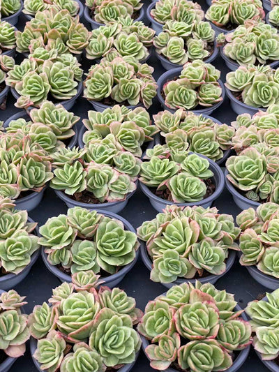 多肉植物 アイスローズ 18株セット 3号鉢 品番AA00159