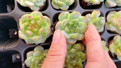 多肉植物 トウシン 72株セット 品番AH00024