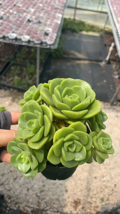 多肉植物 リョクユリ 15株セット 3号鉢 品番AE00050