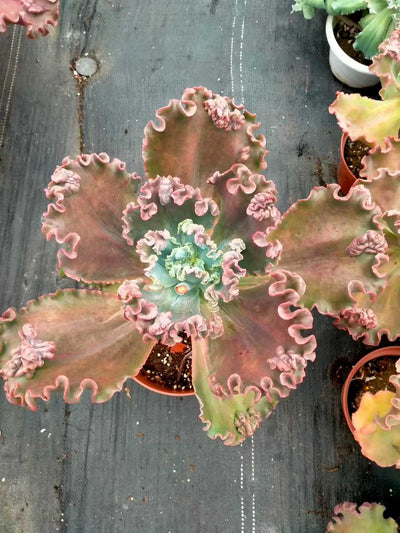 多肉植物 ダンシャク 8株セット 6号鉢 品番ZG00015