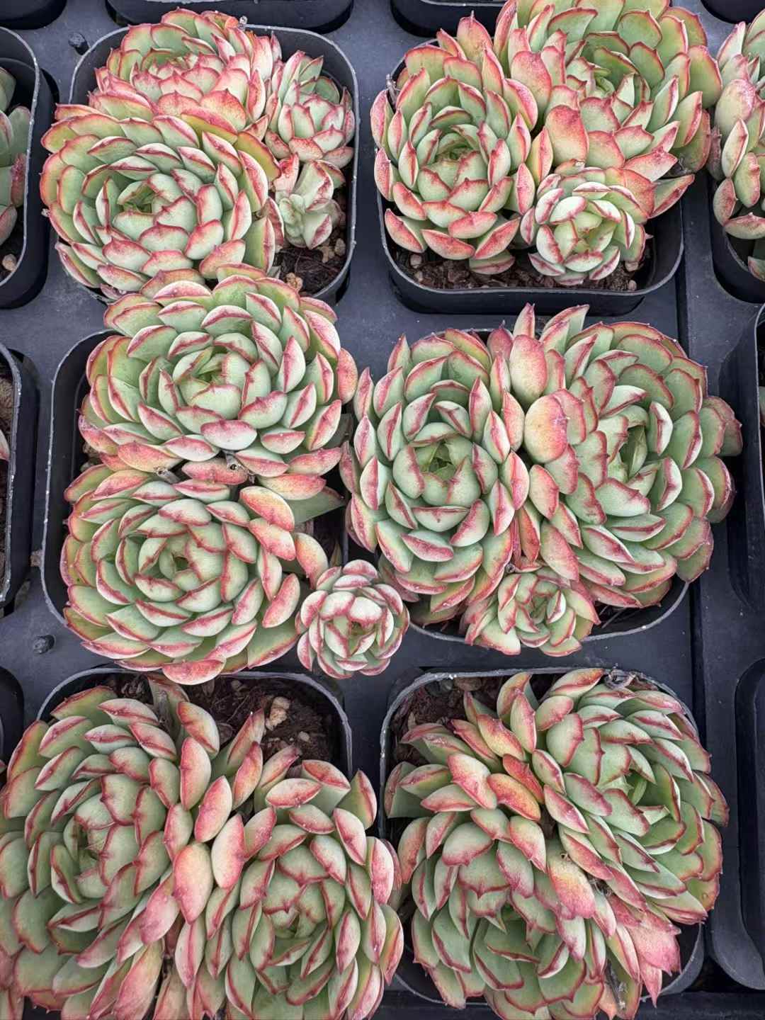 多肉植物 こいちご 50株セット 2.5号鉢 品番AD00247