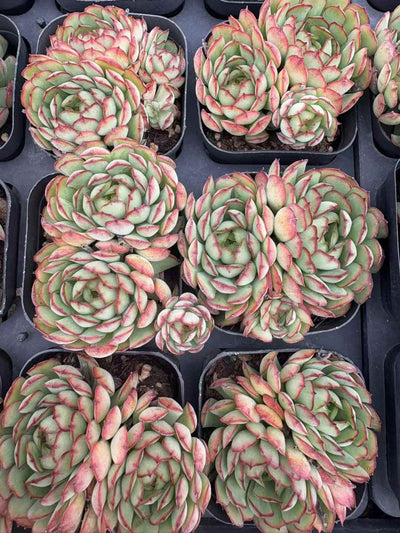 多肉植物 こいちご 50株セット 2.5号鉢 品番AD00247