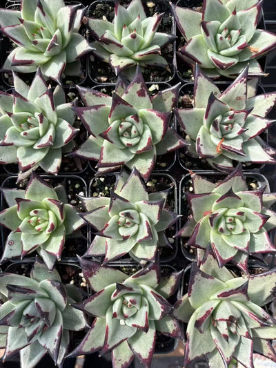 多肉植物 えぼにー 50株セット 2.5号鉢 品番AD00094