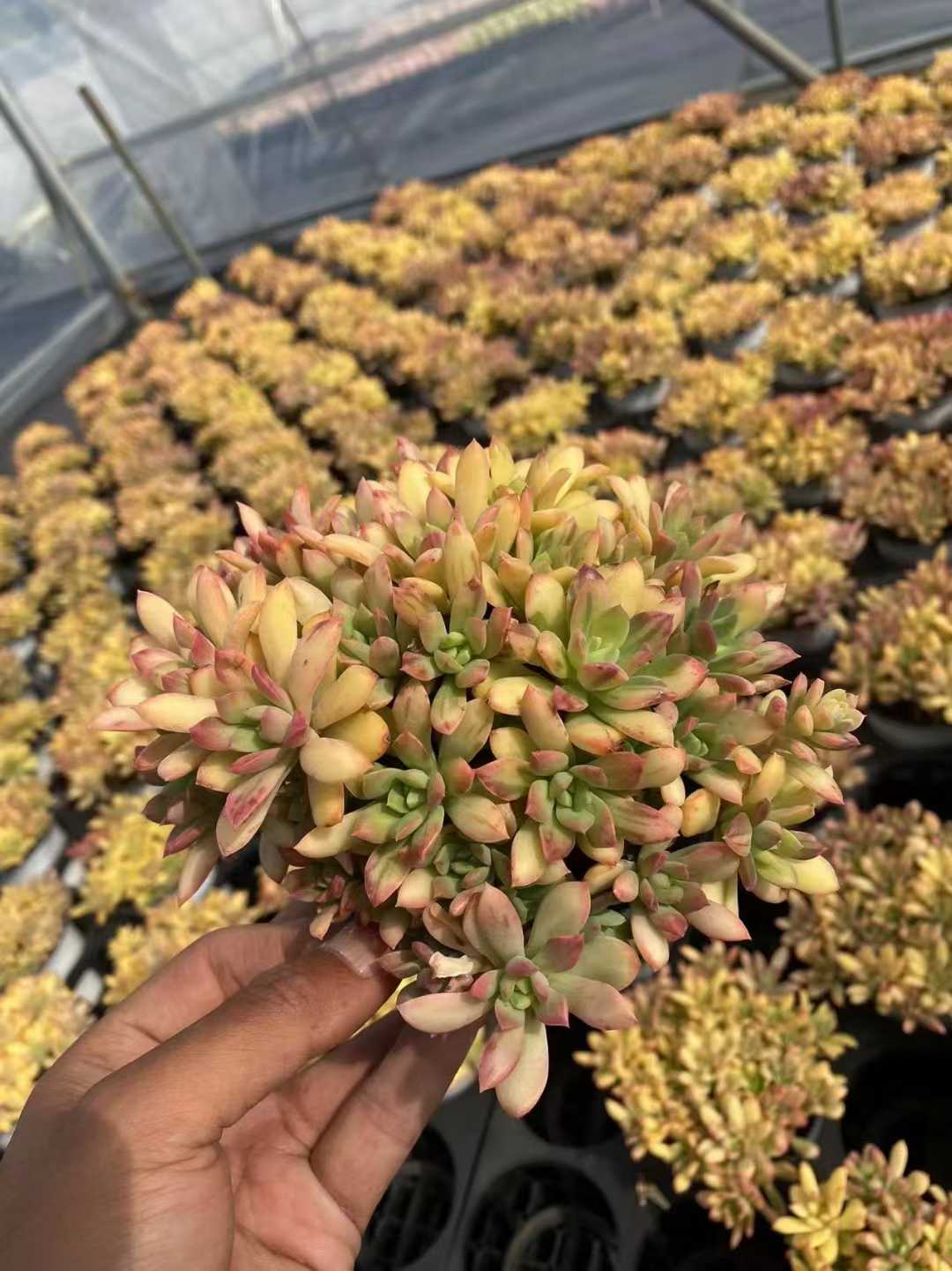 多肉植物 コロリン 24株セット 4号鉢 品番AF00057