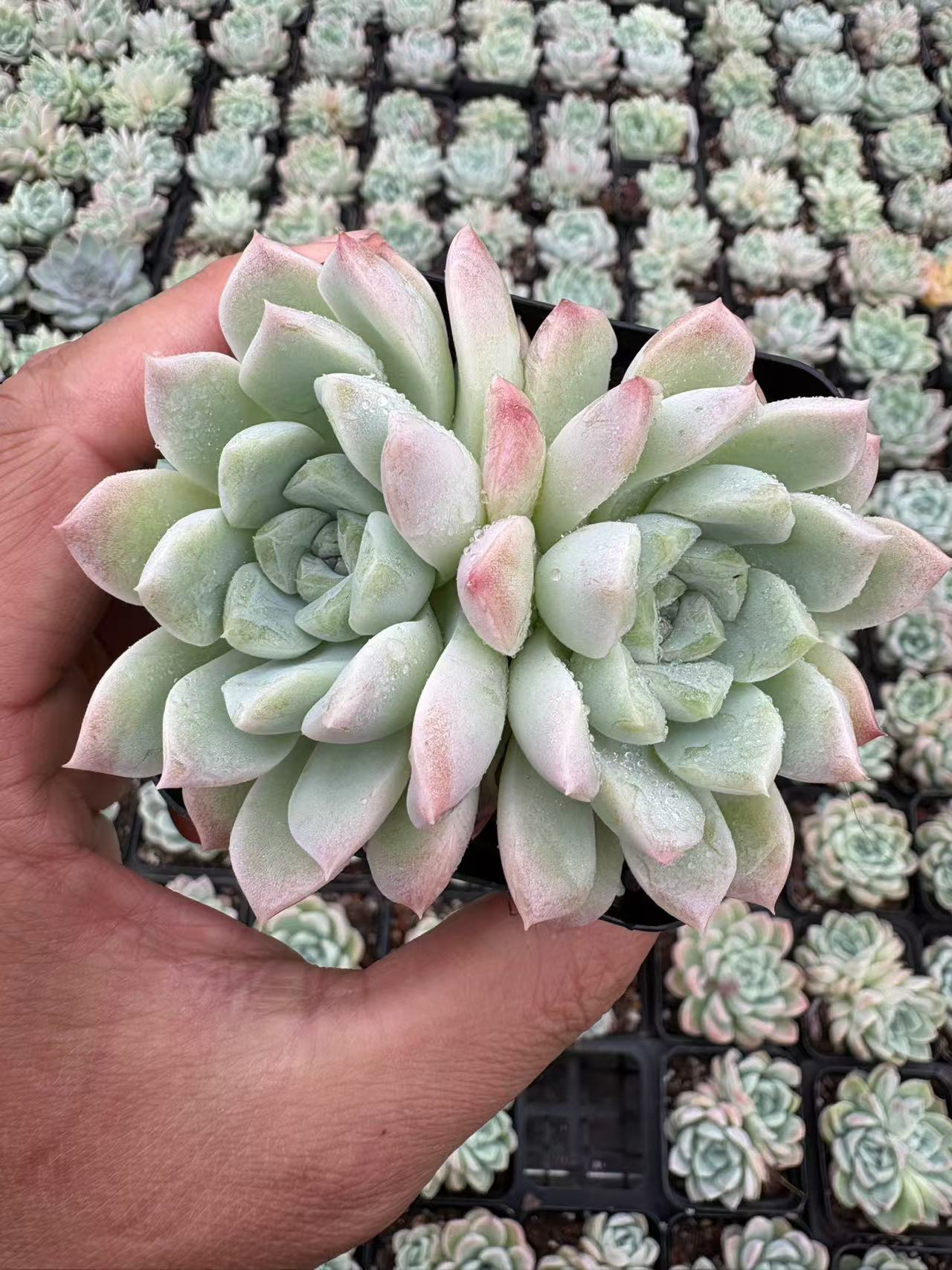 多肉植物 クリームびじん 50株セット 2.5号鉢 品番AD00066