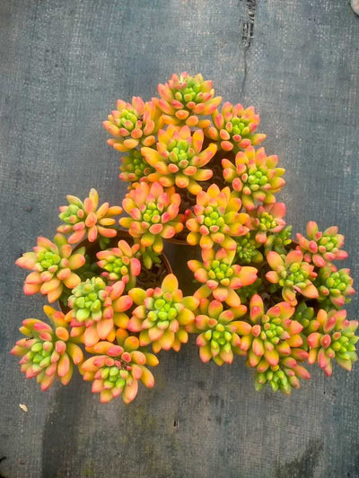 多肉植物 ハルモエロウカ 12株セット 5号鉢 品番ZG00073