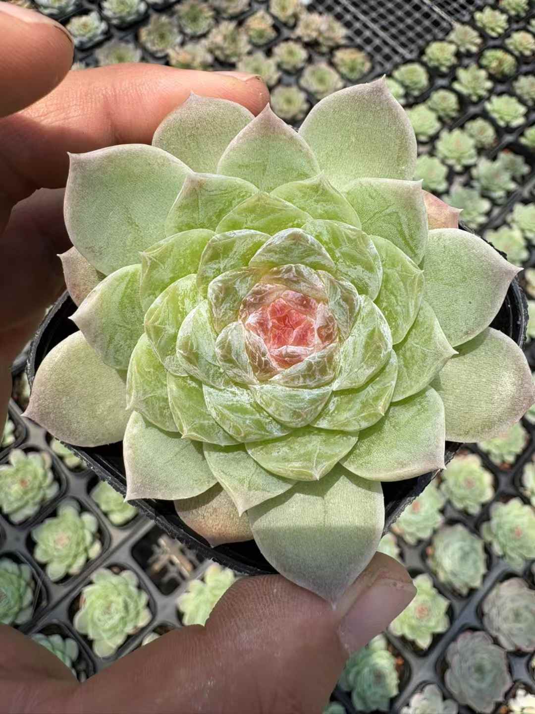 多肉植物 ぼたんせんし 50株セット 2.5号鉢 品番AD00192