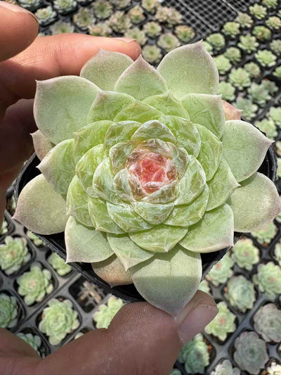 多肉植物 ぼたんせんし 50株セット 2.5号鉢 品番AD00192