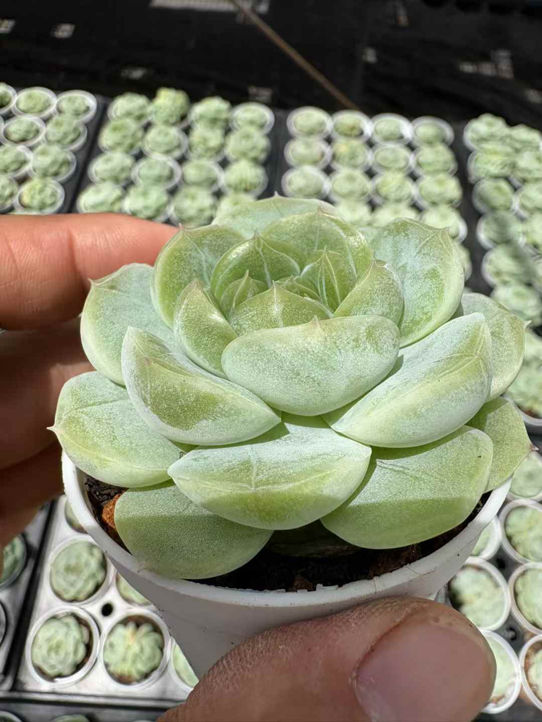 多肉植物 ひすいジェニー 50株セット 2.5号鉢 品番AD00198