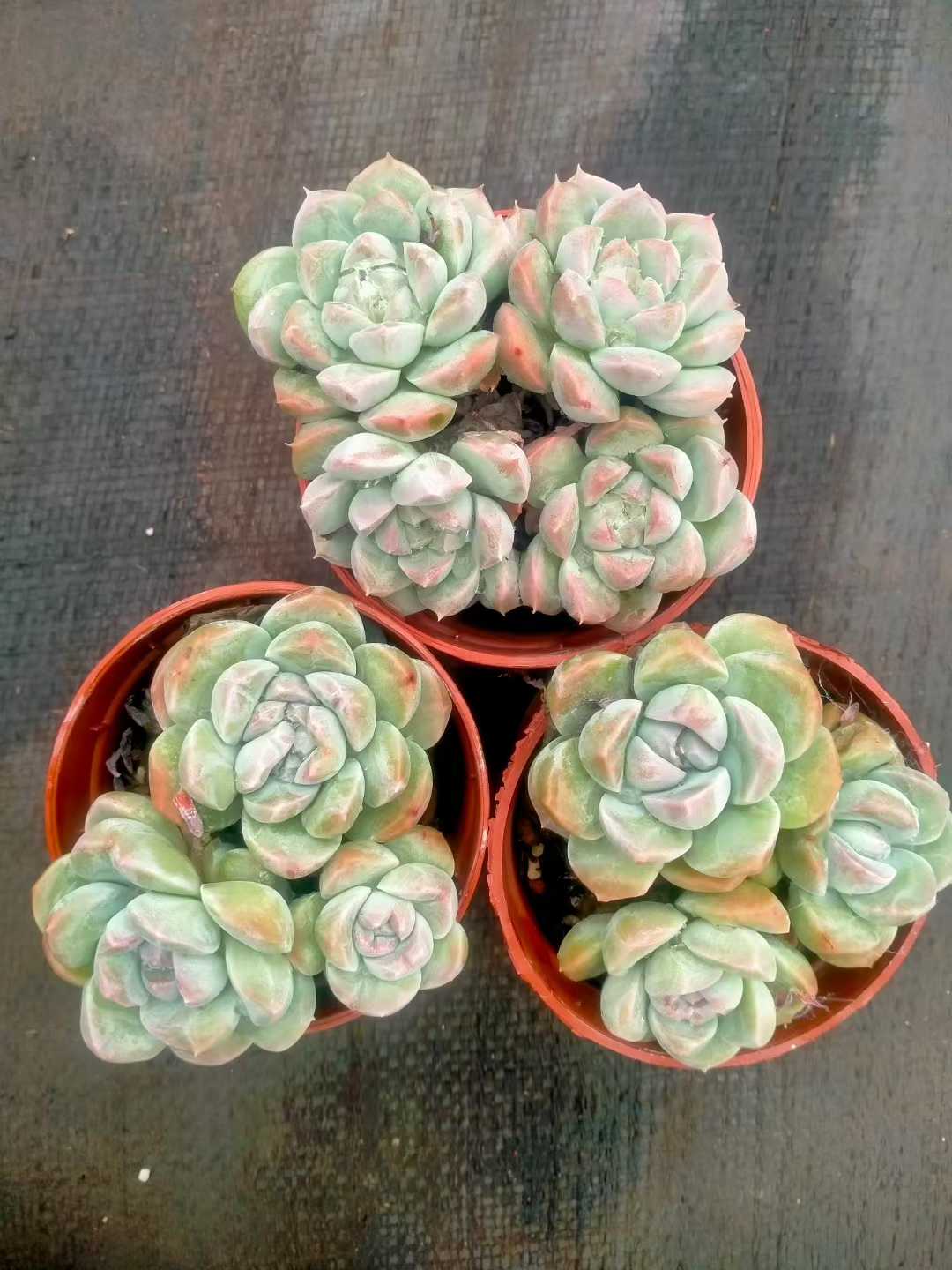 多肉植物 ヒョクギョク 35株セット 3号鉢 品番ZG00017