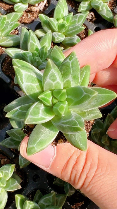 多肉植物 ゴッホ 105株セット 品番AH00009