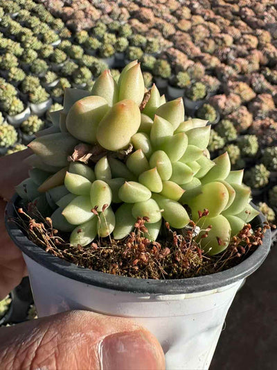 多肉植物 アイボリー 18株セット 3号鉢 品番AD00228