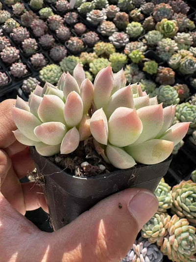 多肉植物 クリームびじん 50株セット 2.5号鉢 品番AD00225