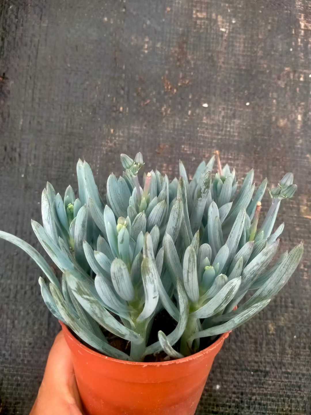 多肉植物 アオマツ 35株セット 3号鉢 品番ZG00065