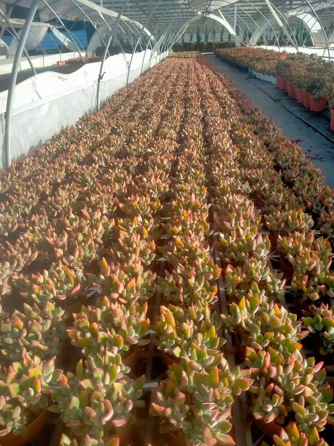 多肉植物 キンコウセイ 24株セット 4号鉢 品番ZG00074