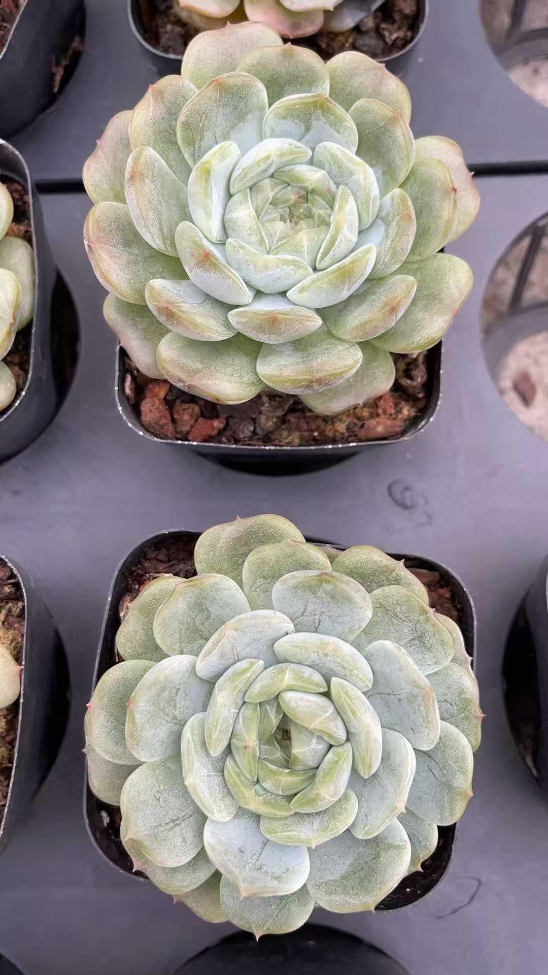 多肉植物 ハクレン 50株セット 2.5号鉢 品番AE00008