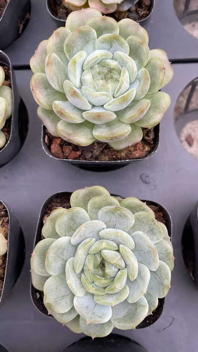 多肉植物 ハクレン 50株セット 2.5号鉢 品番AE00008