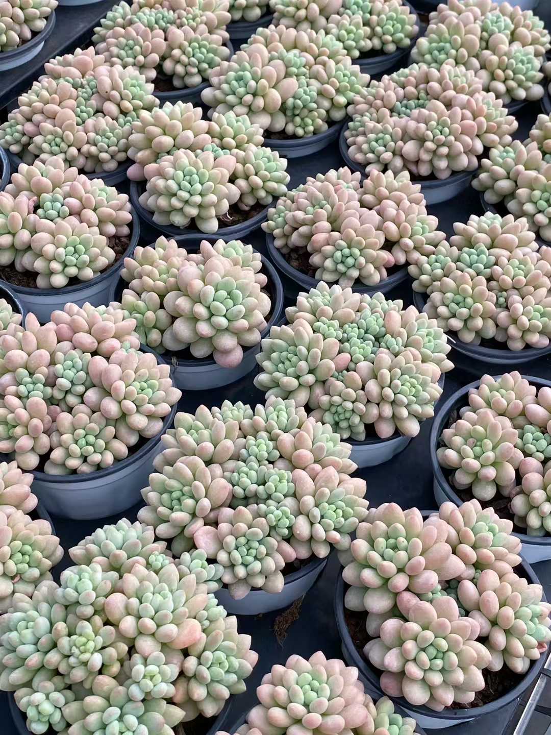 多肉植物 ロココ 18株セット 3号鉢 品番AA00165