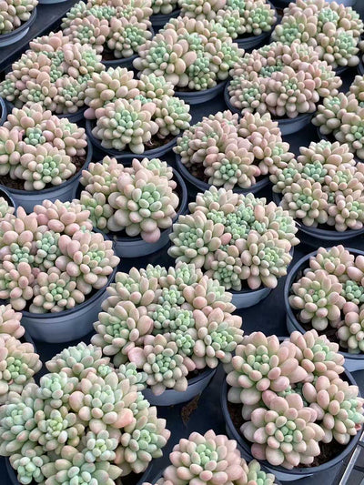 多肉植物 ロココ 18株セット 3号鉢 品番AA00165