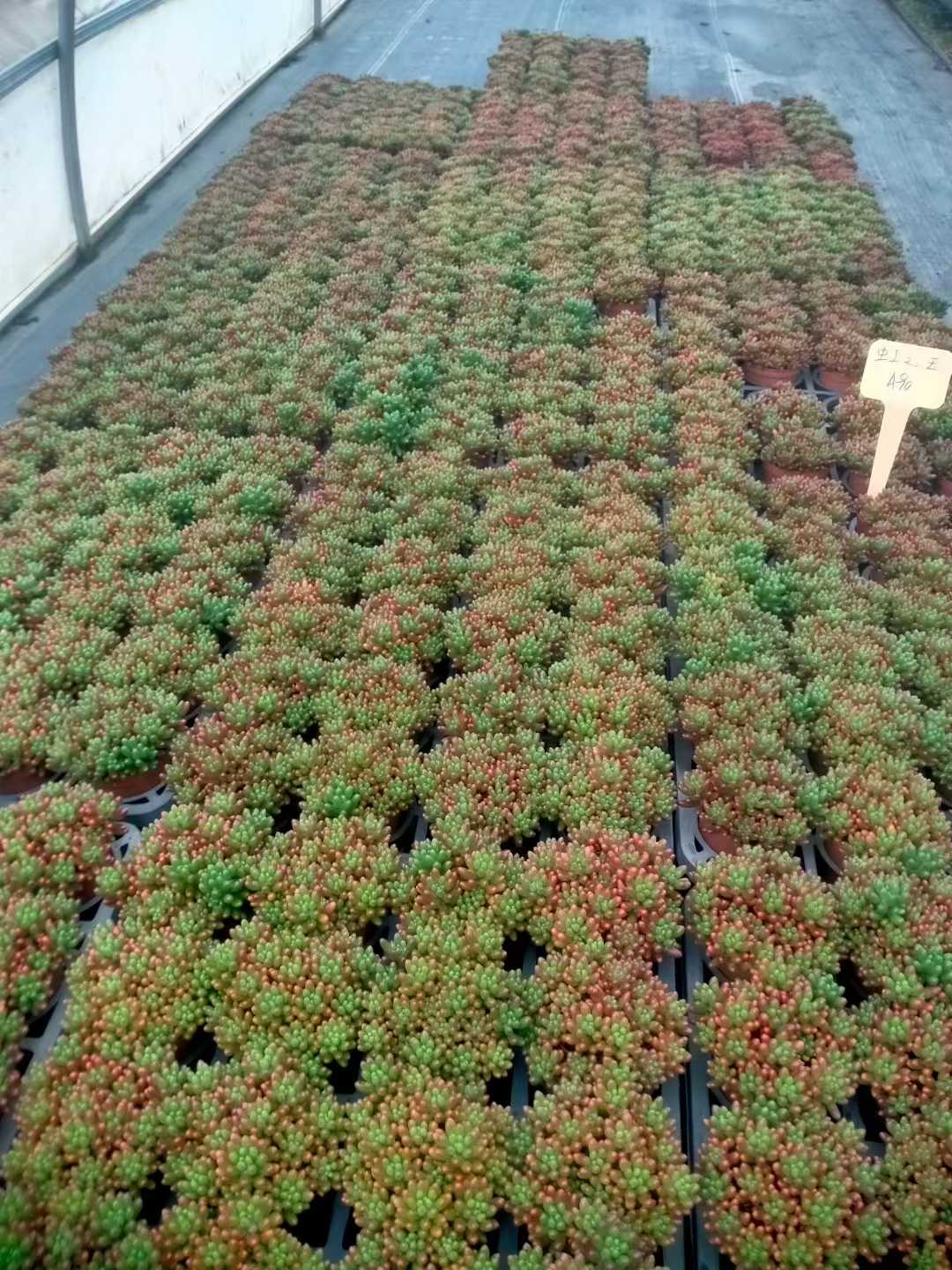 多肉植物 ニジノタマ 35株セット 3号鉢 品番ZG00034