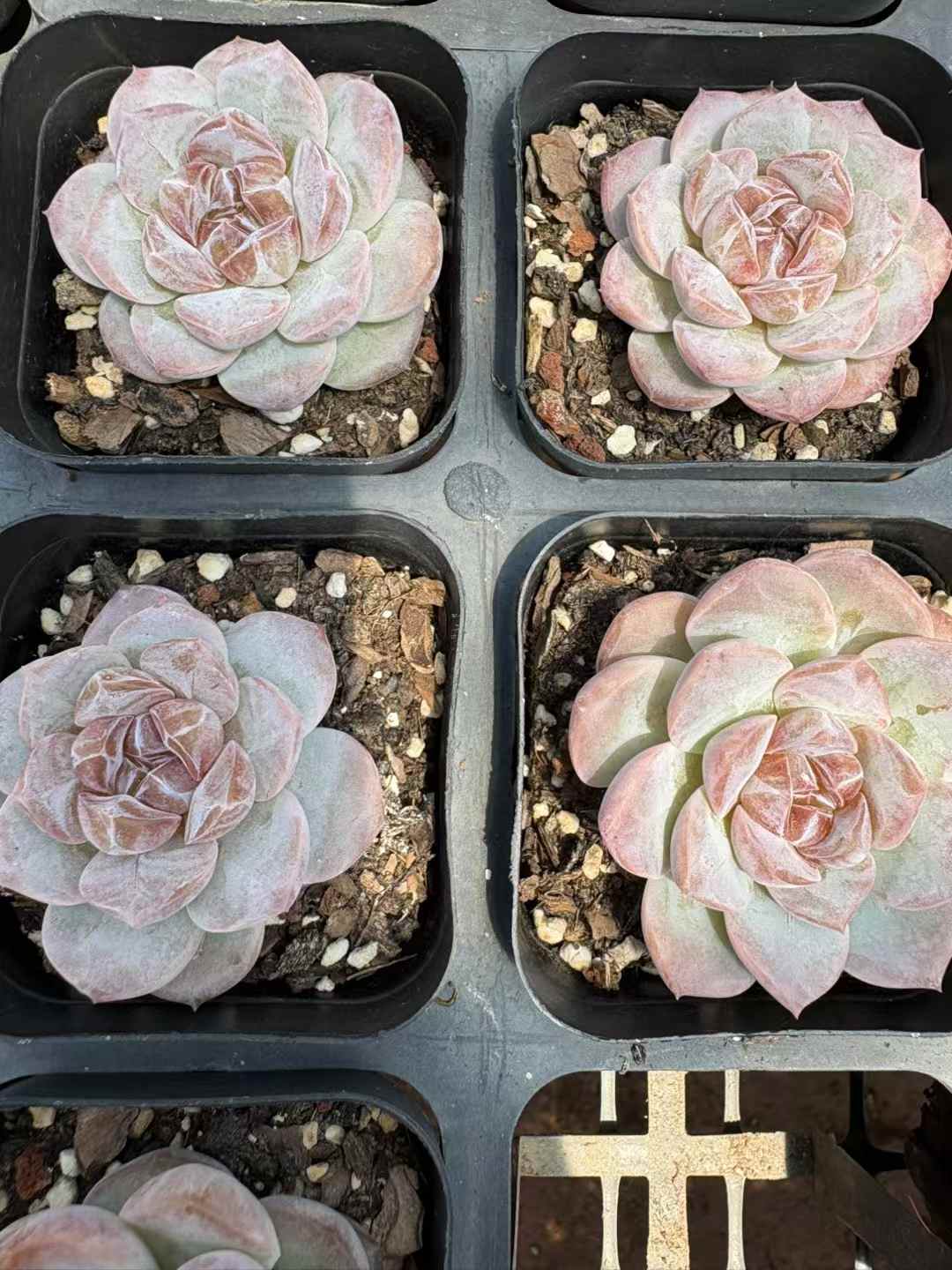 多肉植物 アイスアメリカーノ 50株セット 2.5号鉢 品番AD00189