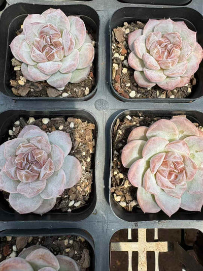 多肉植物 アイスアメリカーノ 50株セット 2.5号鉢 品番AD00189