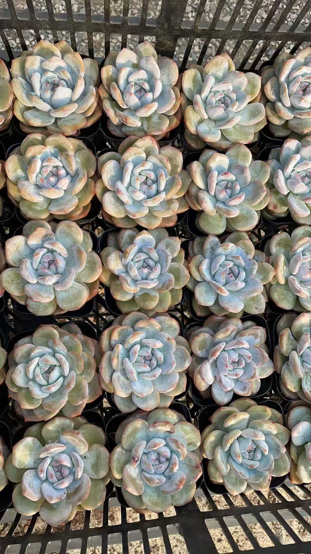 多肉植物 ホシカゲ 50株セット 2.5号鉢 品番AE00004