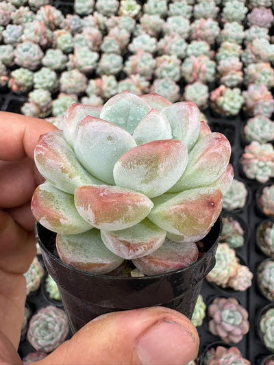 多肉植物 シュガーハートドリーム 50株セット 2号鉢 品番AD00013