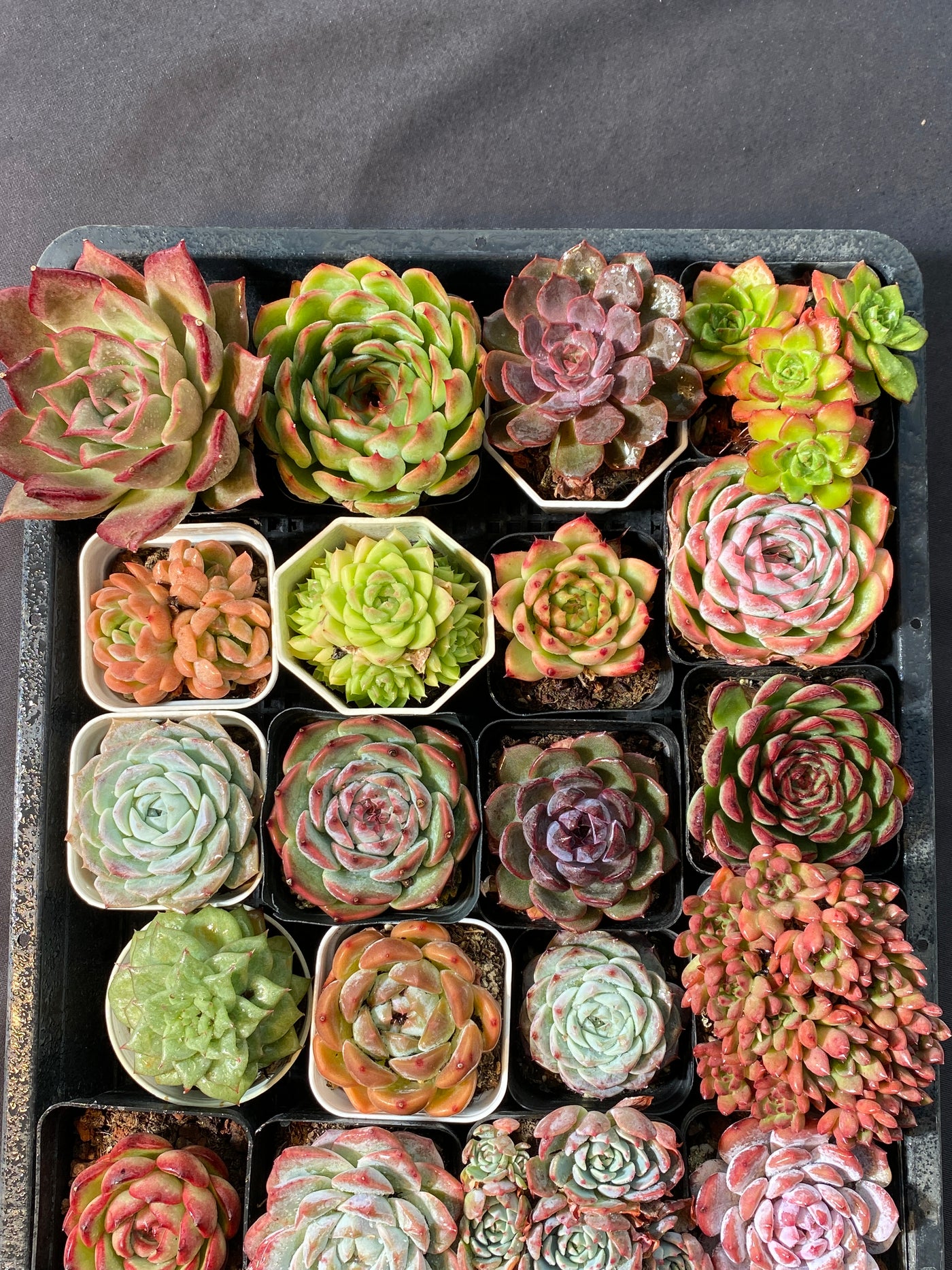 多肉植物 アソート(混合)品種:ランダム 20株セット 品番YP1