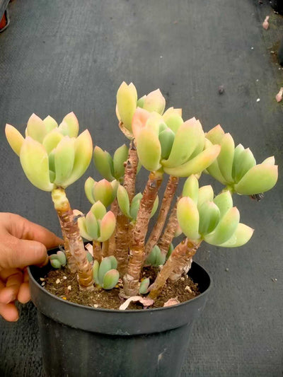 多肉植物 ロウショウコウビジン 12株セット 5号鉢 品番ZG00038