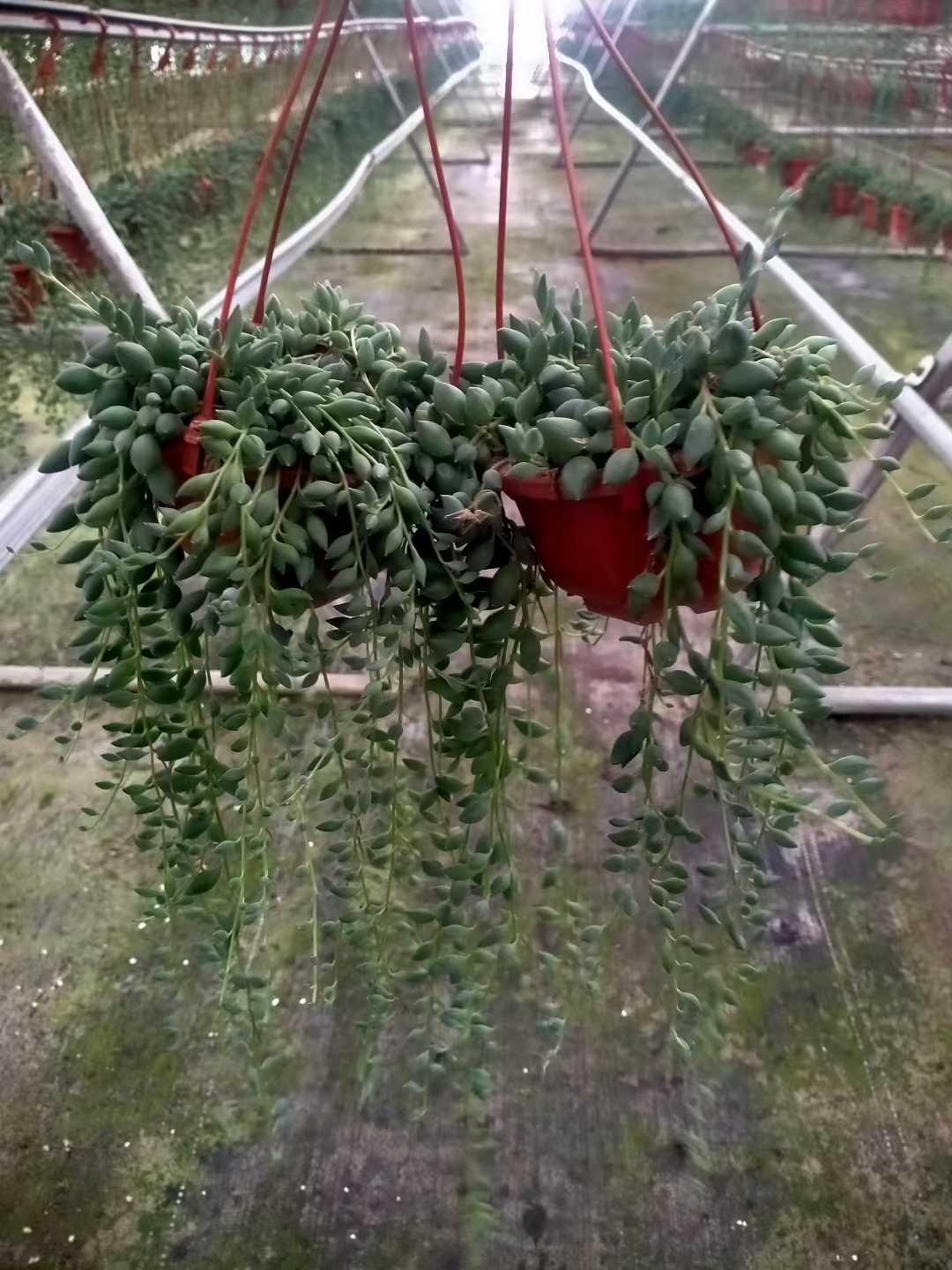 多肉植物 ブツジュ 24株セット 4号鉢 品番ZG00058