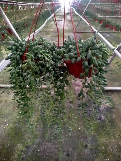 多肉植物 ブツジュ 24株セット 4号鉢 品番ZG00058