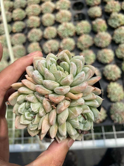 多肉植物 エルサグン 30株セット 3号鉢 品番AF00010