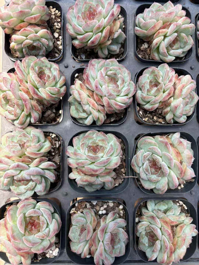 多肉植物 うんきゅうそう 50株セット 2.5号鉢 品番AD00194