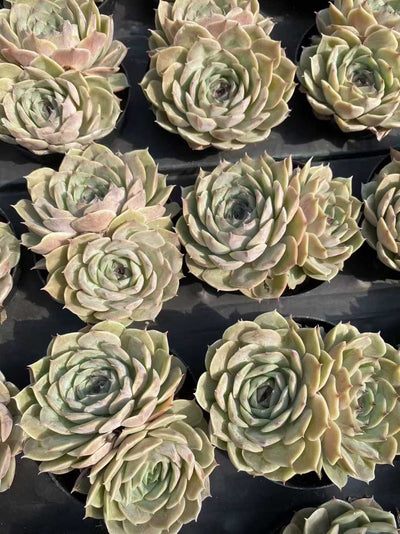 多肉植物 オンスノーダブルヘッド 35株セット 3号鉢 品番AF00025