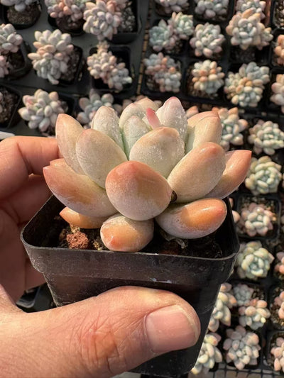 多肉植物 こうすい 50株セット 2.5号鉢 品番AD00101