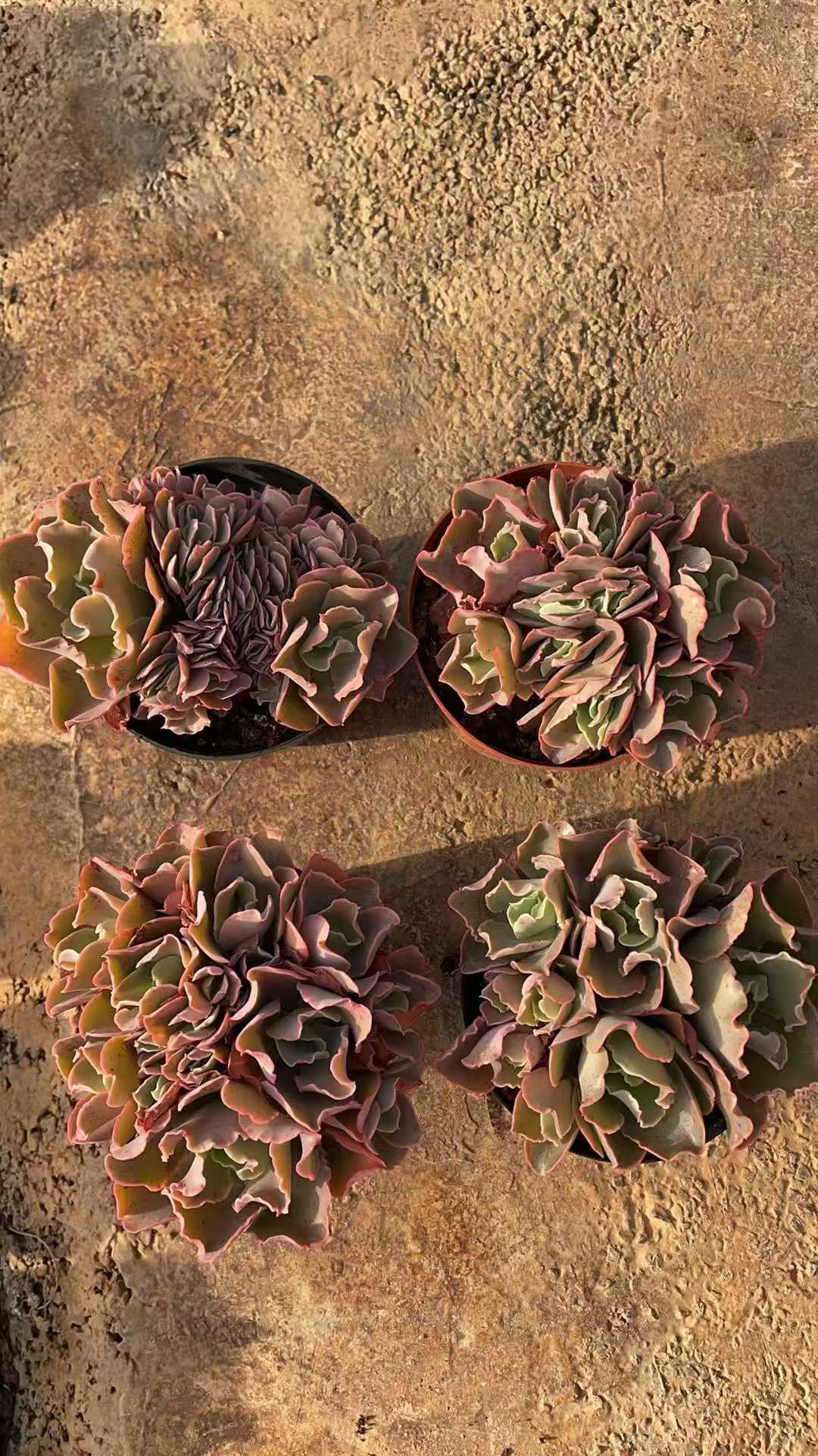 多肉植物 コウサドド 15株セット 4号鉢 品番AE00036