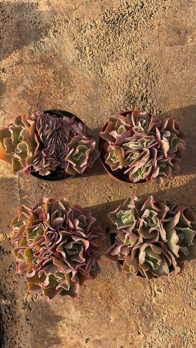 多肉植物 コウサドド 15株セット 4号鉢 品番AE00036