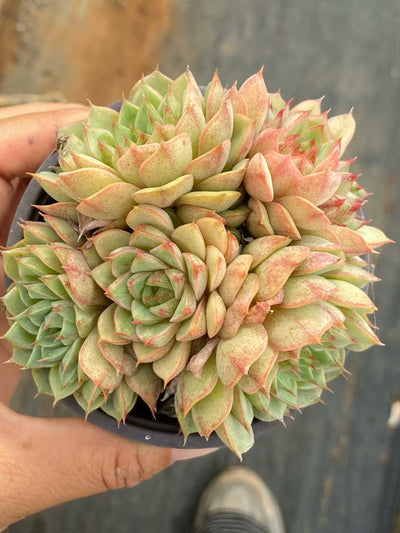 多肉植物 バンバ 18株セット 3号鉢 品番AA00152