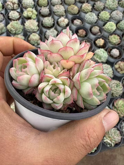 多肉植物 じょおう 36株セット 3号鉢 品番AD00149