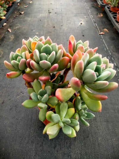 多肉植物 コウビジン 24株セット 4号鉢 品番ZG00037