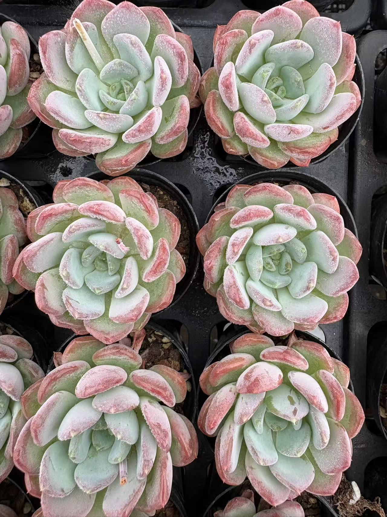 多肉植物 ピンクジェニー 50株セット 2号鉢 品番AD00012