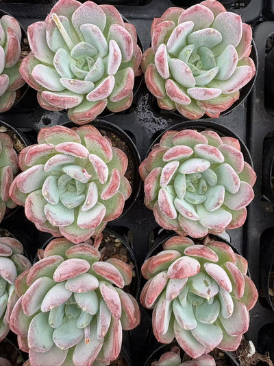 多肉植物 ピンクジェニー 50株セット 2号鉢 品番AD00012