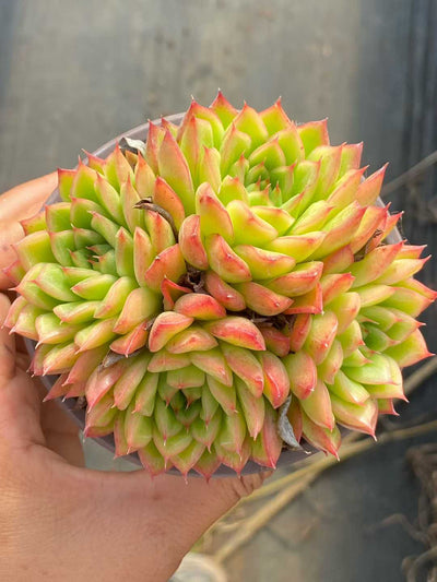 多肉植物 フラッシュ 18株セット 3号鉢 品番AA00158