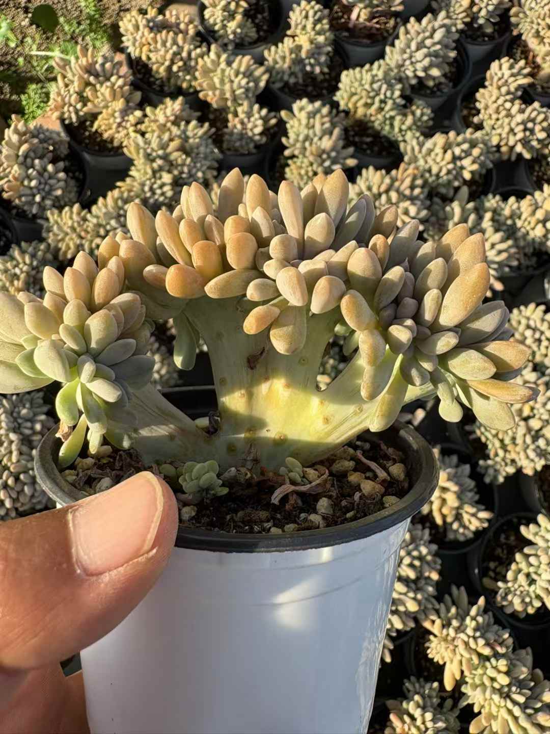 多肉植物 よいびとけい 18株セット 3号鉢 品番AD00227