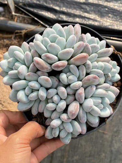 多肉植物 パフューム 12株セット 5号鉢 品番AA00141