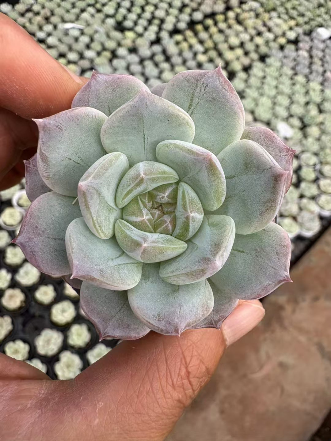 多肉植物 ユンシュイヨウ 50株セット 2号鉢 品番AD00018