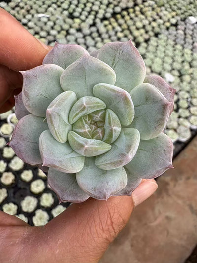 多肉植物 ユンシュイヨウ 50株セット 2号鉢 品番AD00018