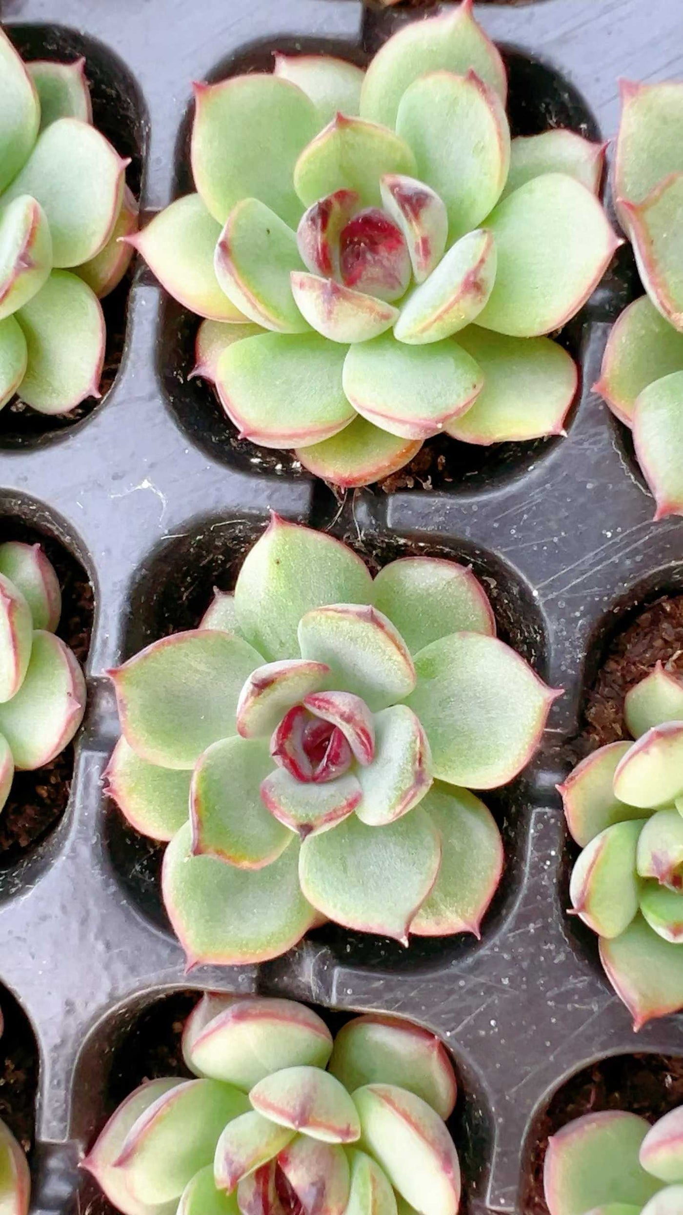 多肉植物 ヤマカジニ 105株セット 品番AH00027