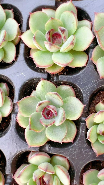 多肉植物 ヤマカジニ 105株セット 品番AH00027